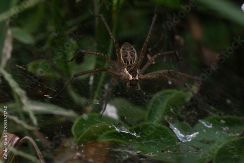 Tableau sur toile Wolfspider with dew drops in its web