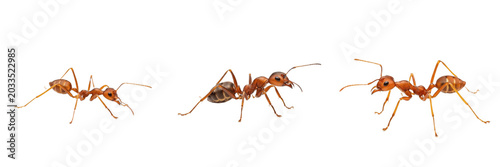 Fotografie Red ant, Myrmica rubra, european red ant worker profile, Formicidae family, bina