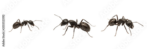 Foto Black ant, Lasius niger, black garden ant worker profile, Formicidae family, sin