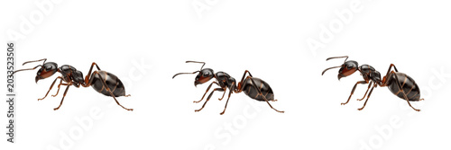 Foto Ant side profile, Solenopsis invicta, fire ant worker lateral view, Formicidae f