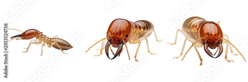 Fotografi Termite soldier, Reticulitermes virginicus, defensive soldier caste profile, Rhi
