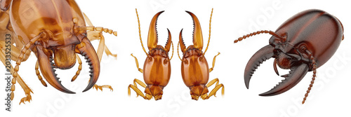 Cuadro en lienzo Termite mandibles, Reticulitermes flavipes, soldier biting jaw blades, Rhinoterm