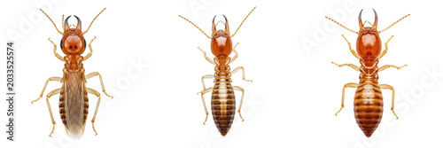 Foto Termite body detail, Coptotermes formosanus, worker abdominal segments cuticle,