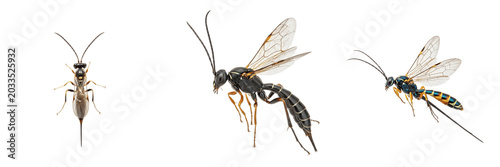 Foto Parasitic wasp, Nasonia vitripennis, jewel wasp specimen, Pteromalidae family, p