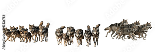 Fotografia Charging wolf packs in motion, multiple groups of German shepherd like wolves ru
