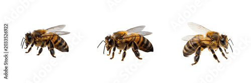 Tableau sur toile Honeybee, Apis mellifera, commercial honeybee worker profile, Apidae family, agr