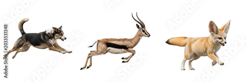 Quadro su tela A Set of Three fast running animals dog antelope and fennec fox in motion on whi