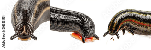 Photos Leech suction detail, Hirudo medicinalis, posterior sucker attachment anchoring