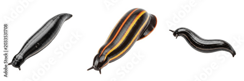 Obraz na plátně Leech realistic, Hirudo medicinalis, medicinal leech natural uncompressed aquati