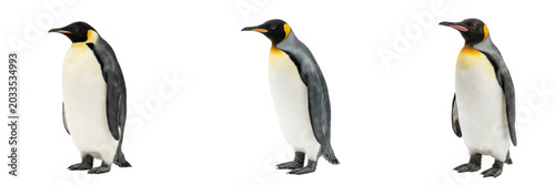 A Set of Standing Emperor Penguins Side View Wildlife Illustration PNG for Educational Materials, Arctic Animal Posters and Cute Character Designs

