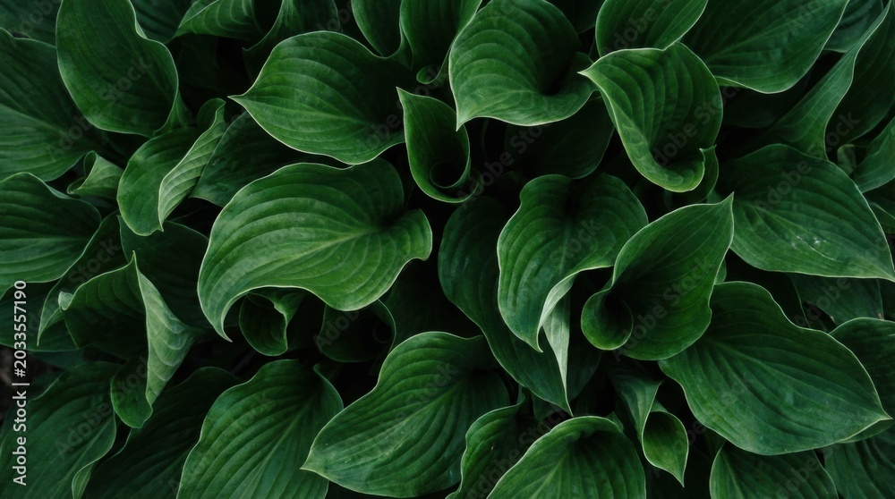 Obraz premium Close-up view of lush green hosta leaves creating a dense, textured pattern.
