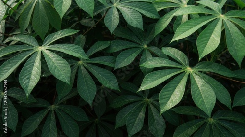 Close-up of lush green cassava leaves, a vibrant natural background texture.