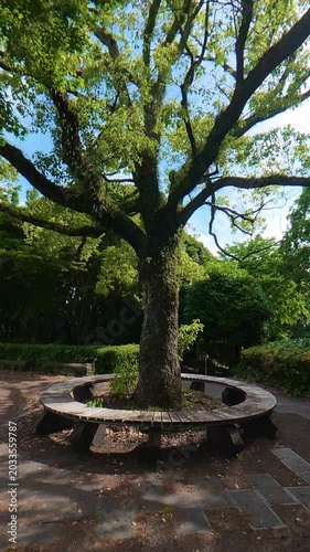 Static shot of a circular bench around a large tree swaying in the wind