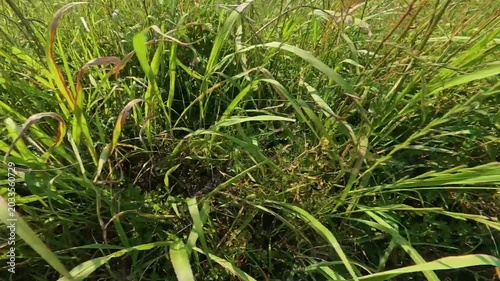 Fast side tracking shot of wild weeds blurring past the camera
