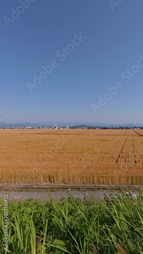 Side tracking shot of vibrant green crops planted in neat rows on a farm
