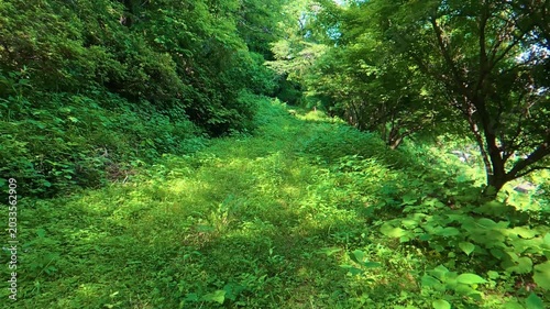 POV shot of moving forward through a dense area covered with wild weeds and trees