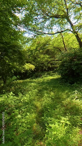 POV shot of moving forward through a dense area covered with wild weeds and trees