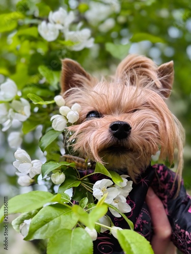 Yorkshire Terrier dog in apple blossoms