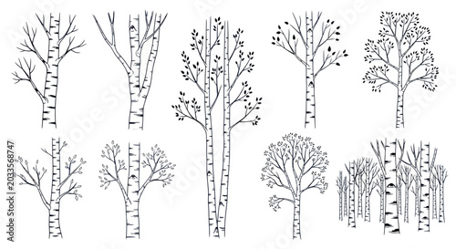Hand-drawn Birch Trees Collection, Black and White Line Art, Vector Illustrations
