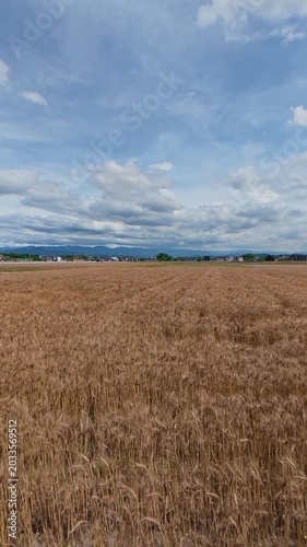Side tracking shot of vibrant green crops planted in neat rows on a farm