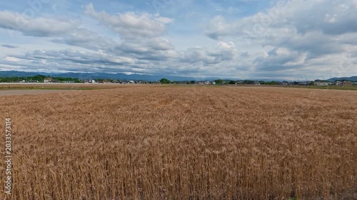 Static shot of green rice crops swaying gracefully in the wind on a farm