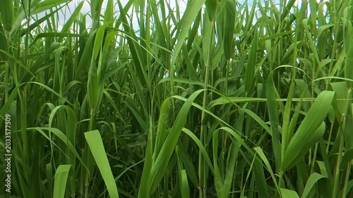 Wide shot of a field of tall green grass swaying vigorously in the wind