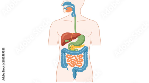 Detailed vector illustration of the human digestive system, showcasing the anatomical structure and location of key internal organs for educational and medical understanding
