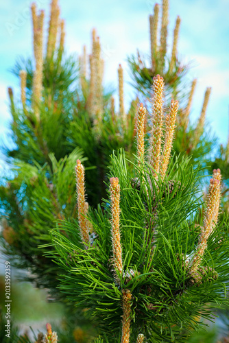 pine tree needle candle sprout green bloom bud evergreen spring forest close-up detail
