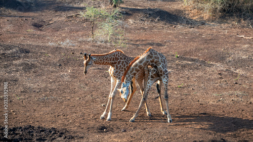 Valokuva Young male giraffes fighting for dominance in Kruger National Park in South Afri