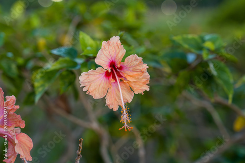 Billede på lærred Soft peach hibiscus blooms gently in green foliage