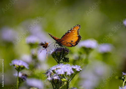 Картината върху платно Monarch butterfly with a wasp in the background