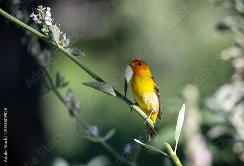Beautiful western tanager on a sage vine