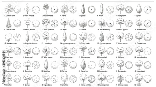 Set of various tree species in elevation and plan view