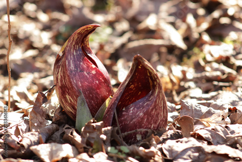 Close up of eastern skunk cabbage in winter
