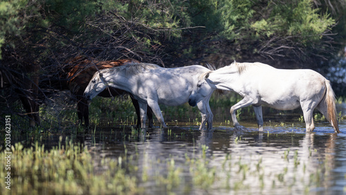 Canvas Print White mustang wild horses in the Coon Bluff area of the Salt River near Mesa Ari