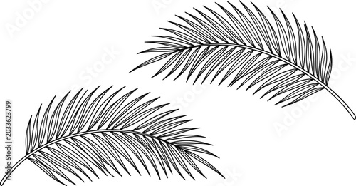Photos Hand drawn tropical palm leaf set in sketch style.