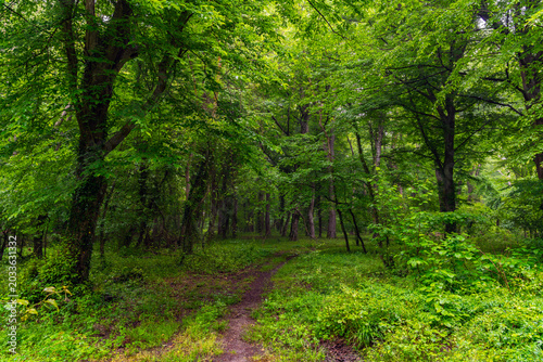 Path in a dense green summer deciduous forest landscape