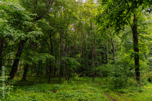 Dense green summer deciduous forest landscape