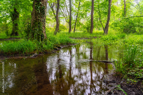 A swamp in a dense green summer deciduous forest