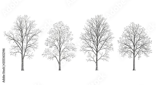 bare winter trees in a row on white background stark branches of deciduous plants