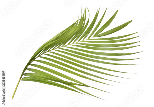 Green palm leaf on transparent background