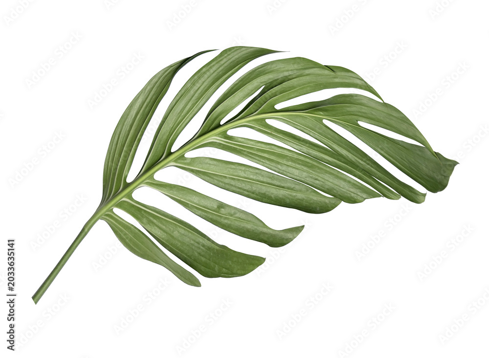 Naklejka premium Leaves of Monstera deliciosa plant on a transparent background.