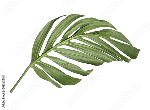 Leaves of Monstera deliciosa plant on a transparent background.