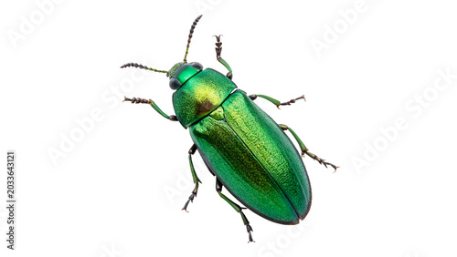 Wild bright green iridescent beetle bug insect with shiny metallic shell for wildlife biology on transparent background