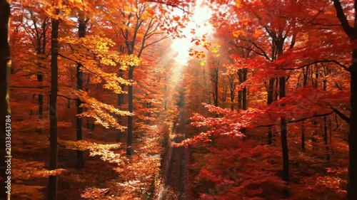Sunbeams through Vibrant Red and Orange Autumn Forest