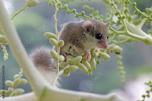 Foto Adorable African pygmy dormice on palm tree, Close-up African pygmy dormice clim