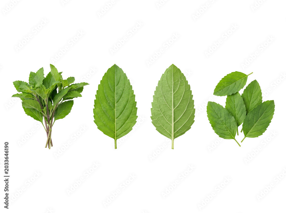 Fototapeta premium Fresh green Thai holy basil leaves multi-angle asset pack with single leaf and sprig variations, isolated on transparent background shadowless culinary resource.