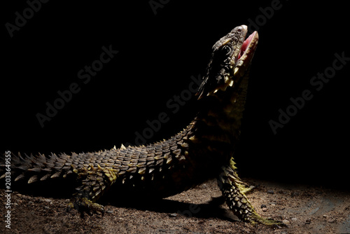 Photos The Sungazer (Smaug giganteus) is a species of lizard from sub-Saharan Africa