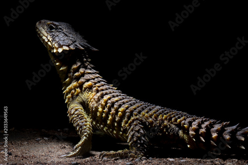 Tableau sur toile The Sungazer (Smaug giganteus) is a species of lizard from sub-Saharan Africa