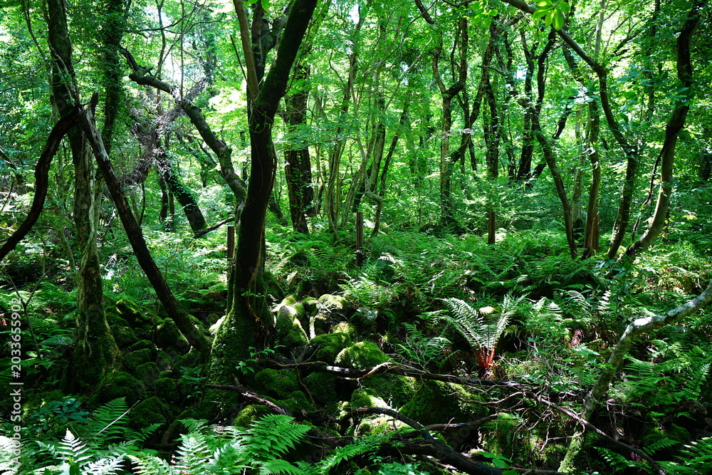 Obraz premium old wild forest in the spring sunlight 